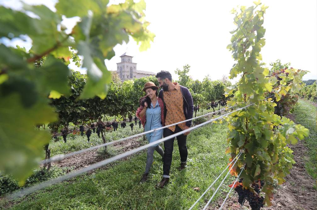 Ein Paar, das zwischen Weinreben in einem Weinberg spazieren geht.