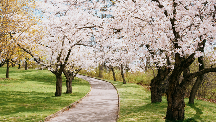 https://d1l57x9nwbbkz.cloudfront.net/files/s3fs-public/2025-04/footpath-cheery-blossoms-spring-high-park-toronto.jpg?VersionId=ArpOX3j4XCs4NHbWaAT.1X3SEDG0vitE
