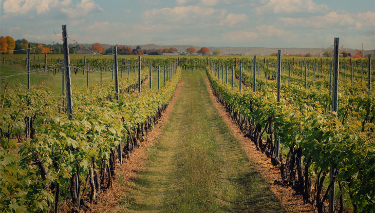 A grassy walkway leads between rows of lush vineyards at a Niagara Region winery.