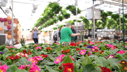 Several people perusing the aisle looking for plants.