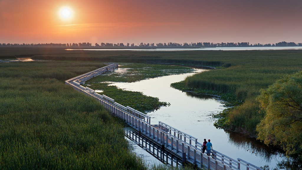 Two people walking across the marsh boardwalk at Point Pelee National Park as the sun sets in the horizon.