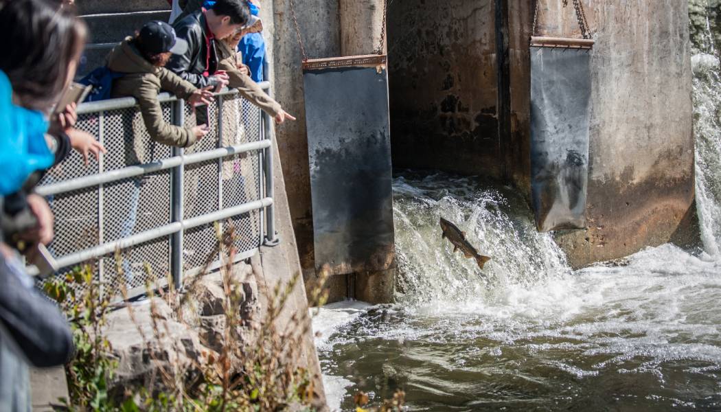 加拿大多倫多秋季觀賞鮭魚逆流洄游攻略:熱門景點與最佳時間介紹