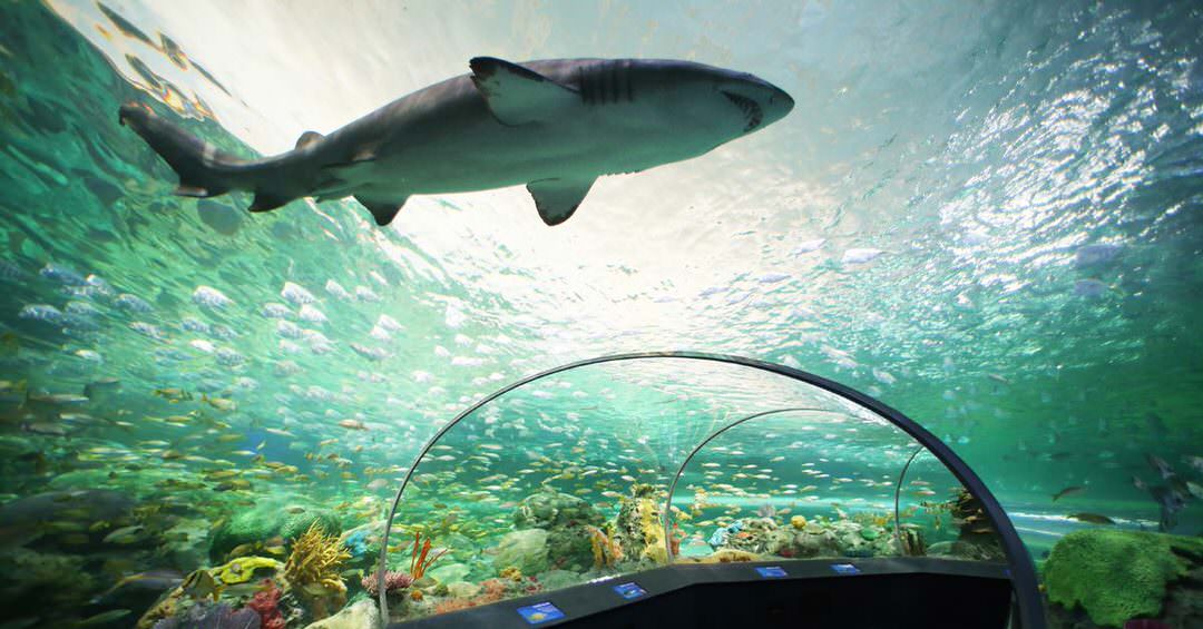 A shark swims by through a clear bridge where people can walk underneath.