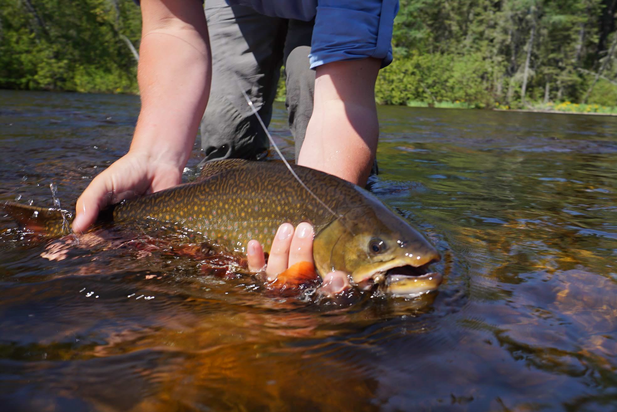 Un pescador con mosca sostiene un pez trucha arco iris justo por encima del agua