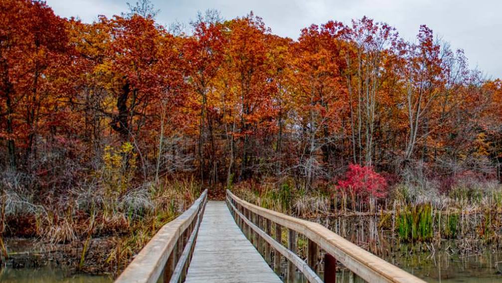 Eine Holzbrücke über Wasser führt in einen Wald