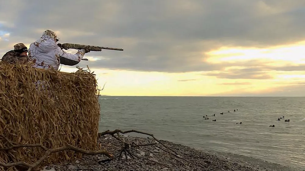 Two men aim at waterfowl in the lake from a hunting blind.