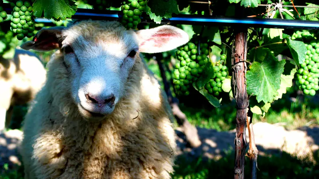 A sheep wanders in the vines at a winery.