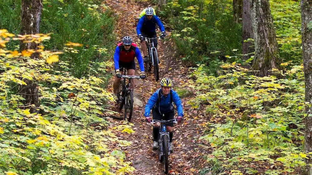 Tres ciclistas pedaleando por un sendero en el bosque.