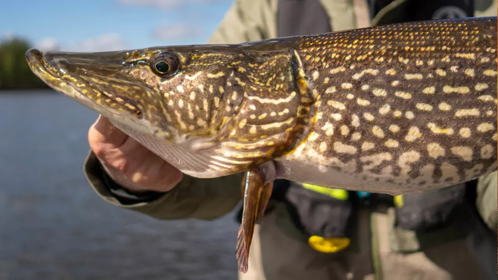 A successful angler holds up his catch from fishing in Sunset Country.