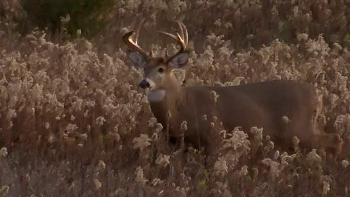 키가 큰 풀밭에 위장한 사슴입니다.