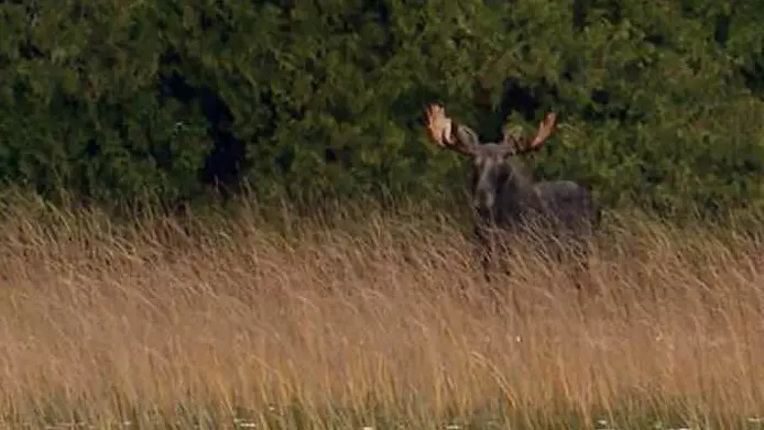 A moose walks through tall grass in front of lush forest.
