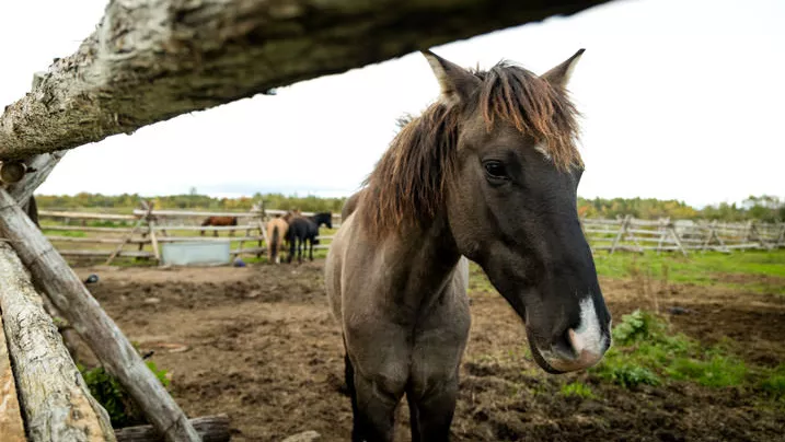Ein kastanienbraunes Pferd mit weißer Schnauze steht neben einem Holzzaun.