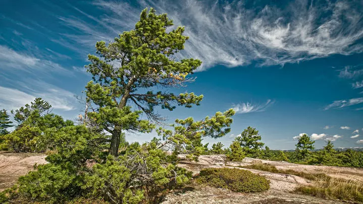 Les pins poussant sur les rochers du Bouclier canadien se courbent sous le vent sous un ciel bleu avec des nuages.