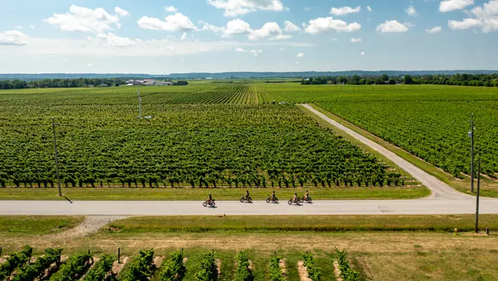 한 무리의 자전거 운전자들이 전기자전거를 타고 포도밭을 따라 달리고 있습니다.