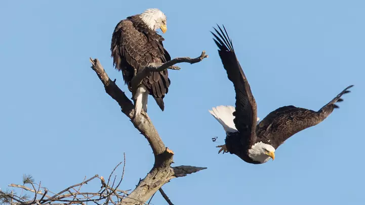 Une paire de pygargues à tête blanche nichant.