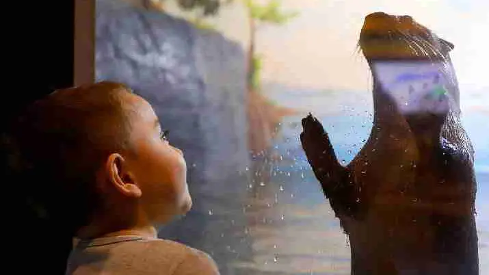 Un niño pequeño mirando una nutria.