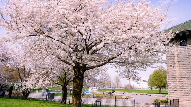 Un cerezo con flores rosadas en las Cataratas del Niágara.