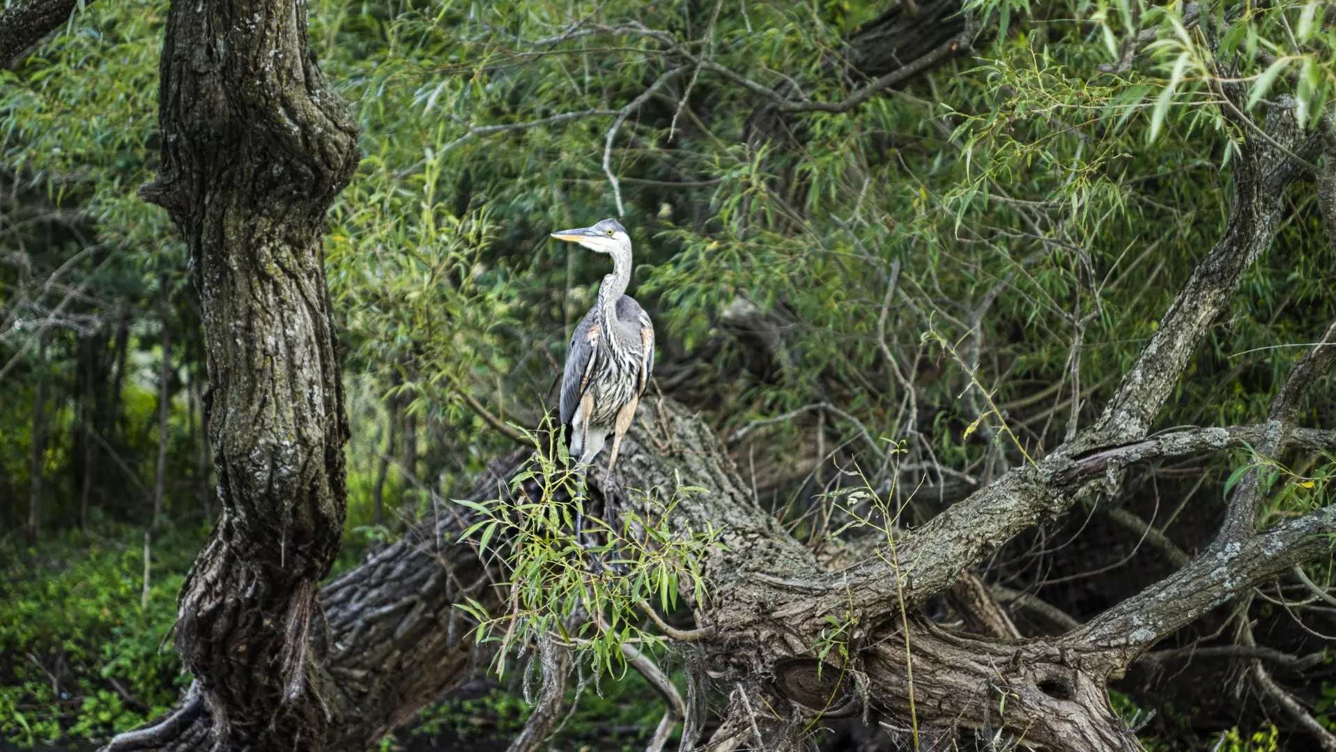 Ein großer blauer Reiher steht auf einem umgestürzten Baum in einem Wald.