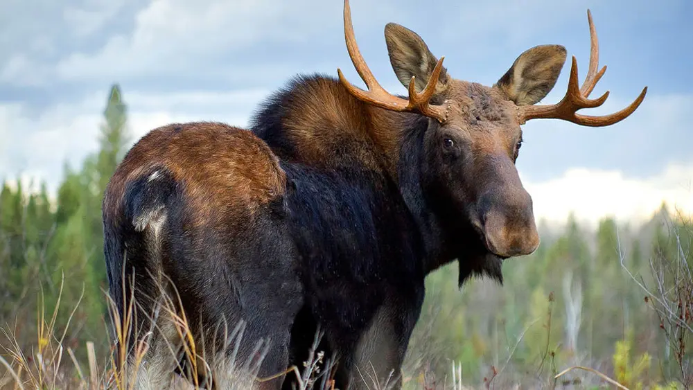 Un orignal mâle en été au parc Algonquin.