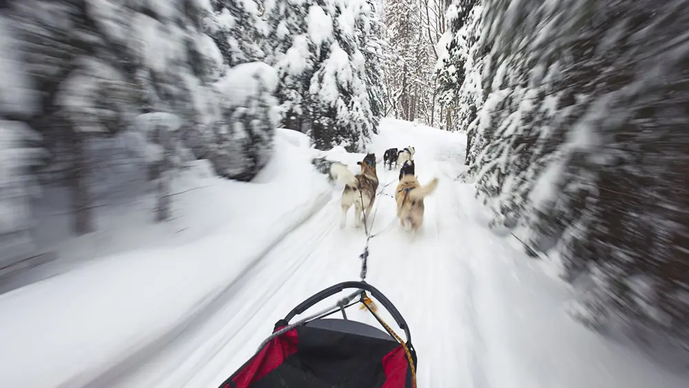 Un equipo de perros de trineo corriendo por un sendero nevado en el Parque Algonquin.