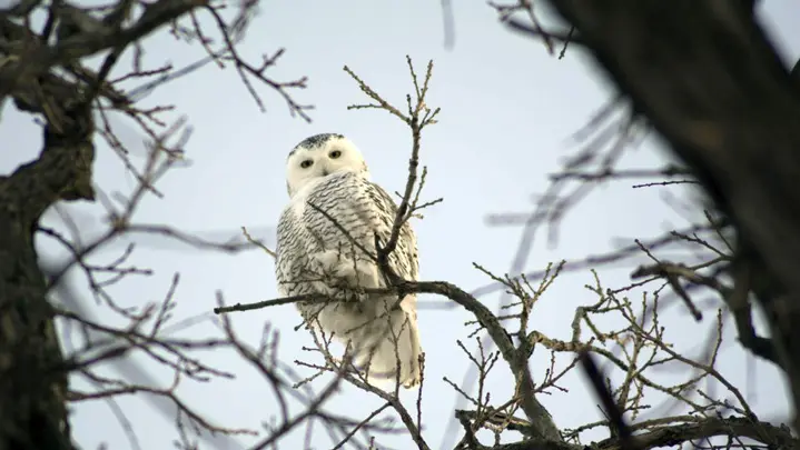 Eine Schneeeule sitzt in einem Baum