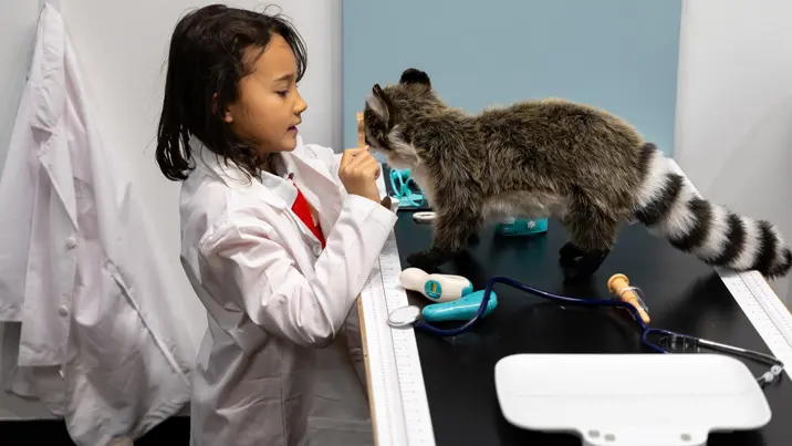 Ein junges Mädchen untersucht einen Spielzeugwaschbären