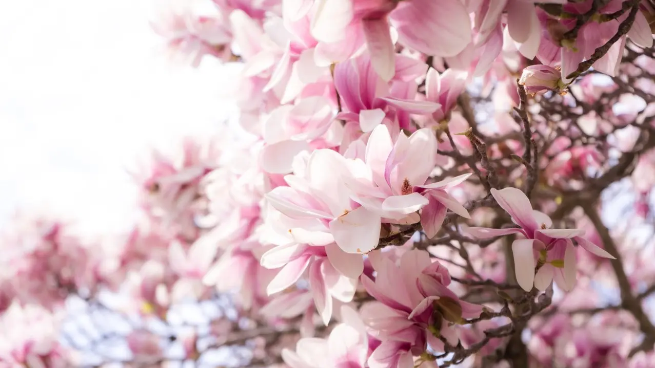Nahaufnahme von rosa und weißen Kirschblüten an einem Baum.