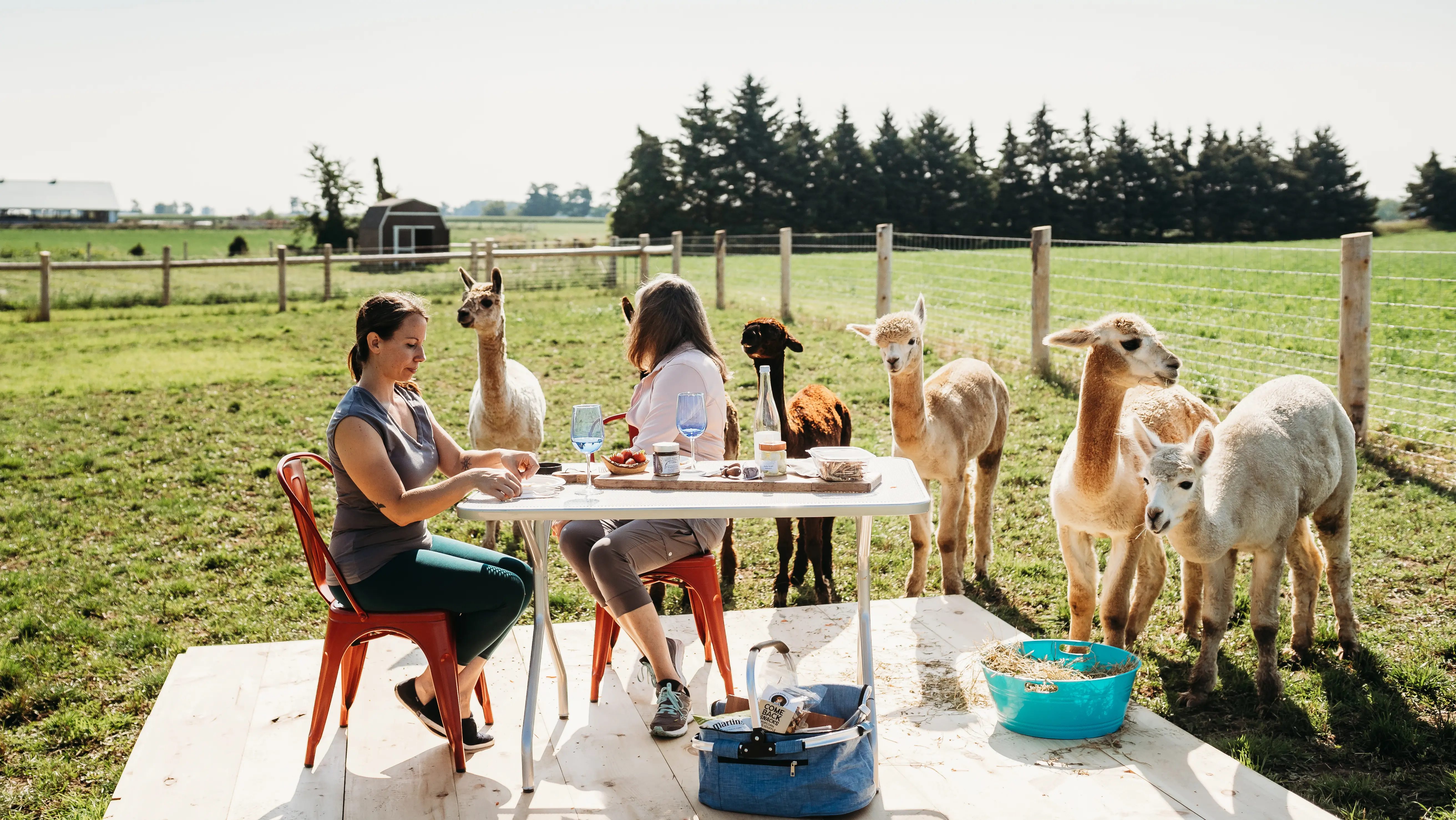Dos mujeres haciendo un picnic con alpacas en una granja.