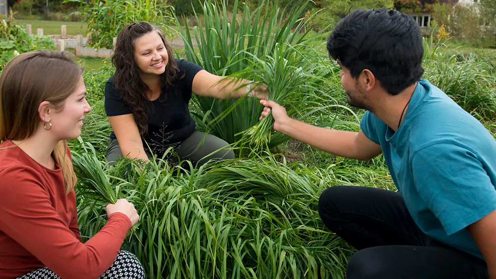 Joanne Jones entrega hierba dulce a los invitados en el Jardín de Medicina Indígena en Shingwauk Kinoomaage Gamig.
