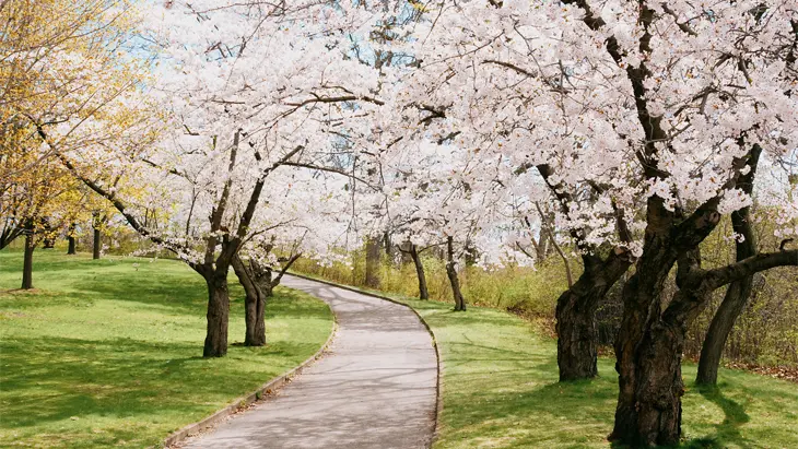 A curved foot path amongst the blooming cherry trees in Toronto's High Park in the early spring.