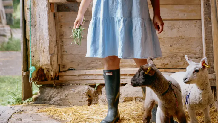 Person im blauen Kleid hält Kräuter und verbringt einen ruhigen Moment mit zwei Lämmern in einer Scheune auf Topsy Farms in Stella, Ontario.