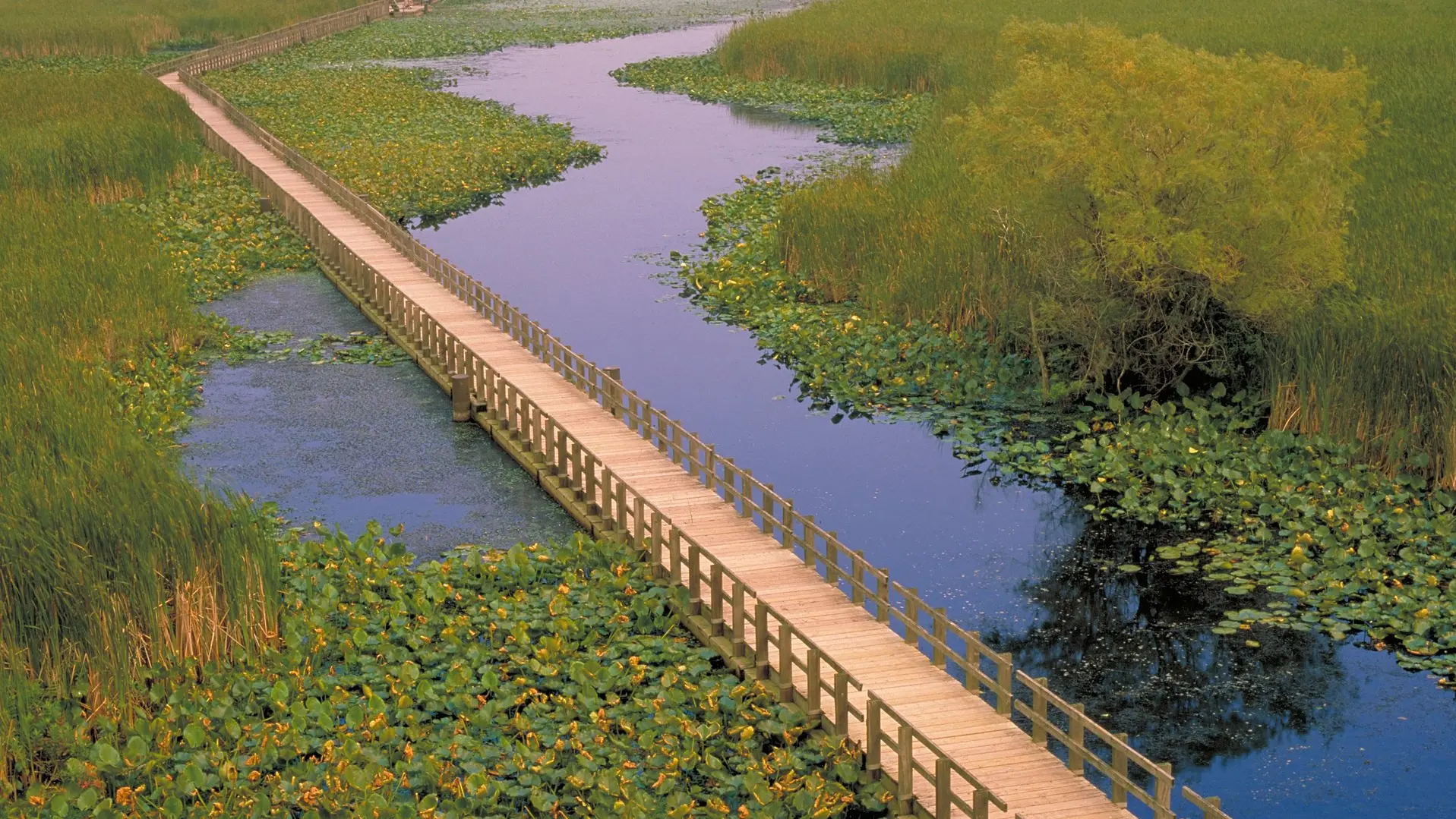 ポイントペリー国立公園の木製の遊歩道は、スイレンの葉と背の高い草が生い茂る緑豊かな湿地帯を縫うように続いています。