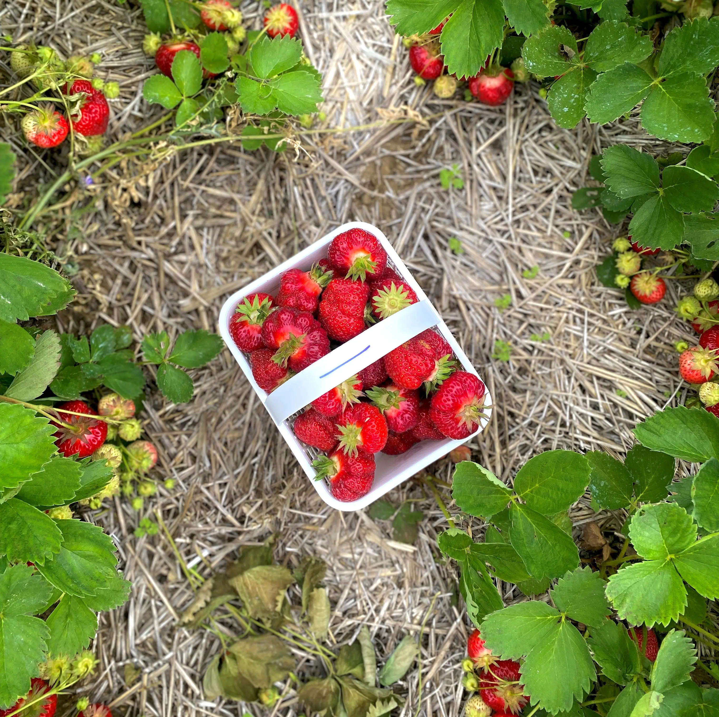 An aerial shot of a basket of bright red strawberries sitting in a field surrounded by strawberry bushes.