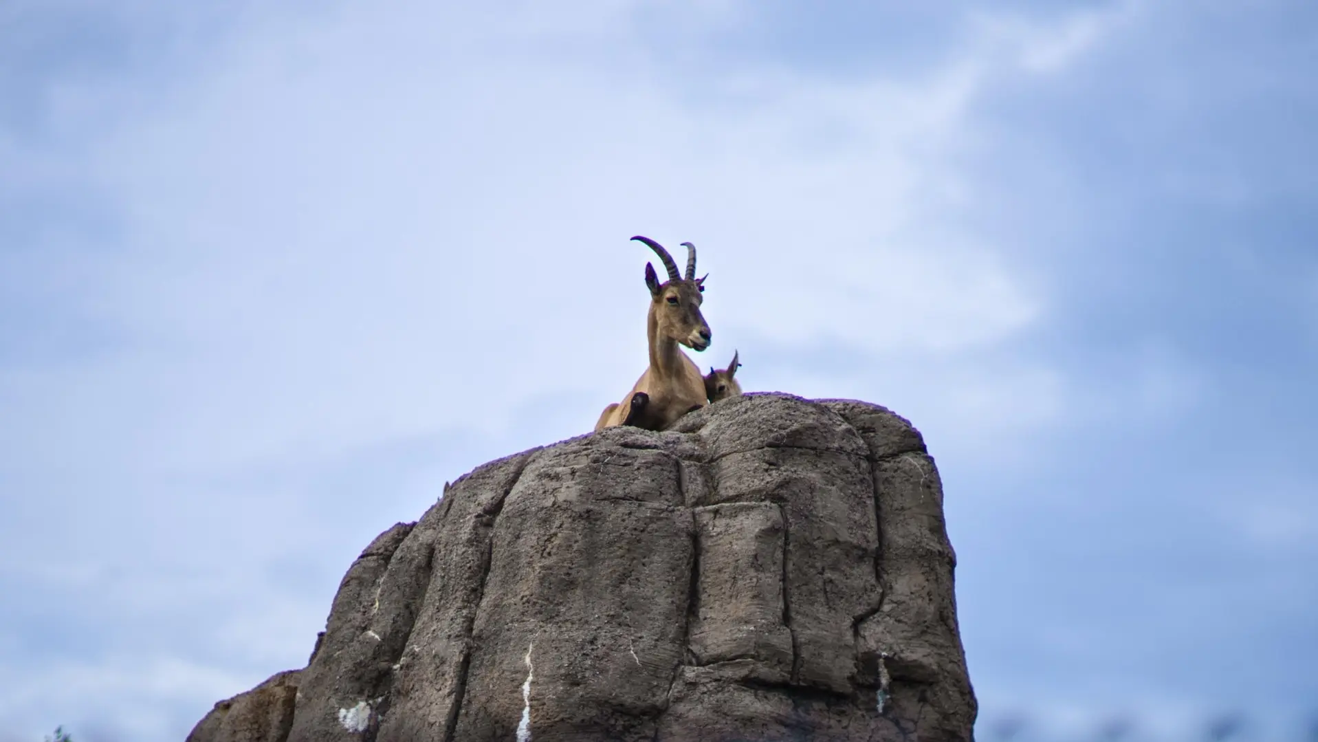 Two mountain goats sit on a large stone at Toronto Zoo.