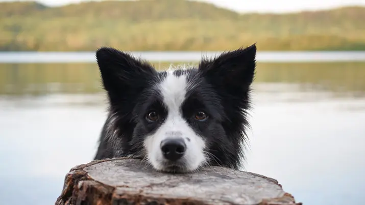 Un adorable chien noir et blanc repose sa tête sur une bûche dans le parc provincial Sleeping Giant..