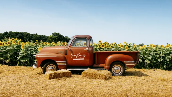 A burgundy pickup truck that reads &quot;The Sunflower Farm&quot; parked in front of a tall sunflower field on a clear day in Beaverton, Ontario.