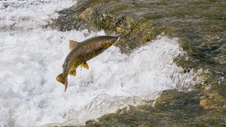 맑은 여름날 강에서 플라이낚시를 하는 사람을 공중에서 찍은 사진입니다.