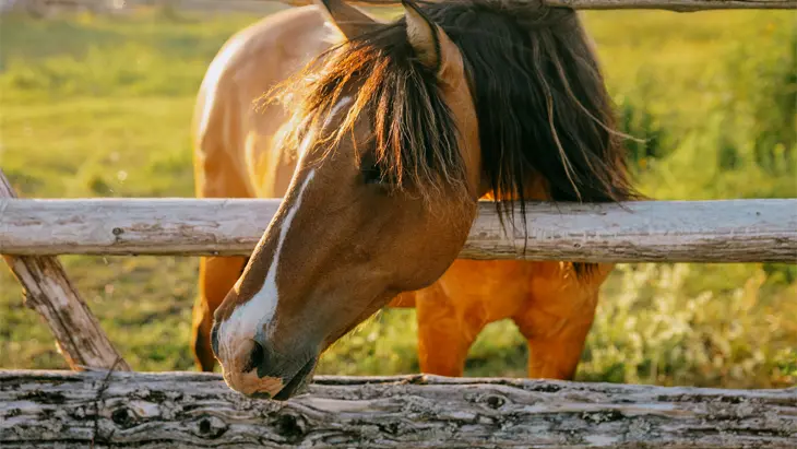 A brown horse with a dark mane peering through a wooden fence at Mādahòkì Farm in Nepean.
