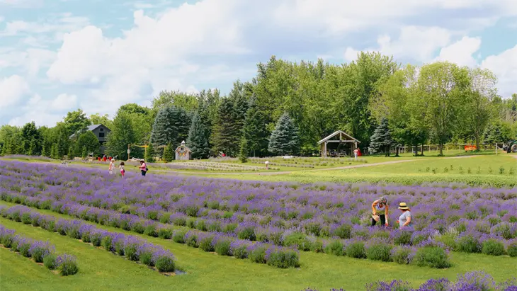 온타리오주 에린의 에린 힐 에이커에 펼쳐진 보라색 라벤더 줄기.