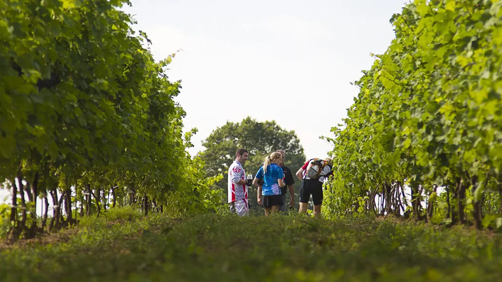A group of people visit a vineyard on a guided winery tour at Burning Kiln Winery.