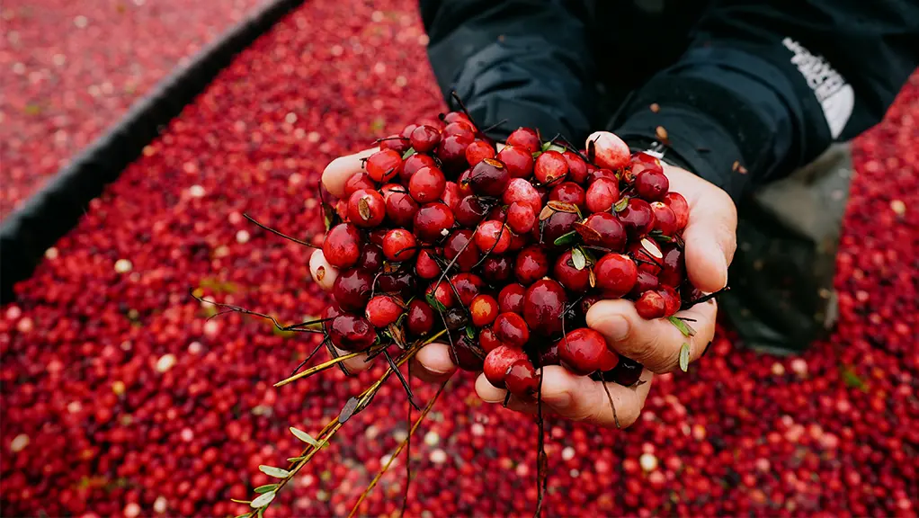 Hands holding bright red cranberries while standing in a bog of harvested cranberries.
