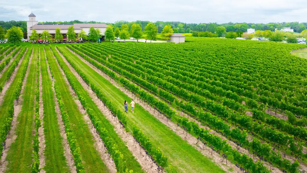 Dos personas pasean a lo largo de hileras de exuberantes vides verdes hacia las sombrillas rojas del patio de Two Sisters Vineyards.
