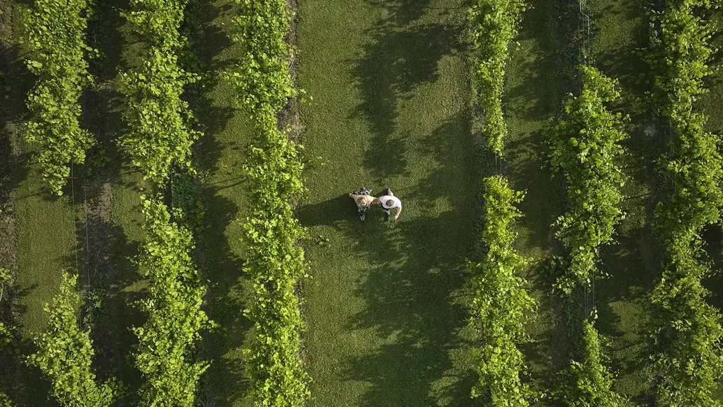 Deux personnes qui marchent au milieu des rangs de vignes vertes au vignoble de Vankleek Hill.