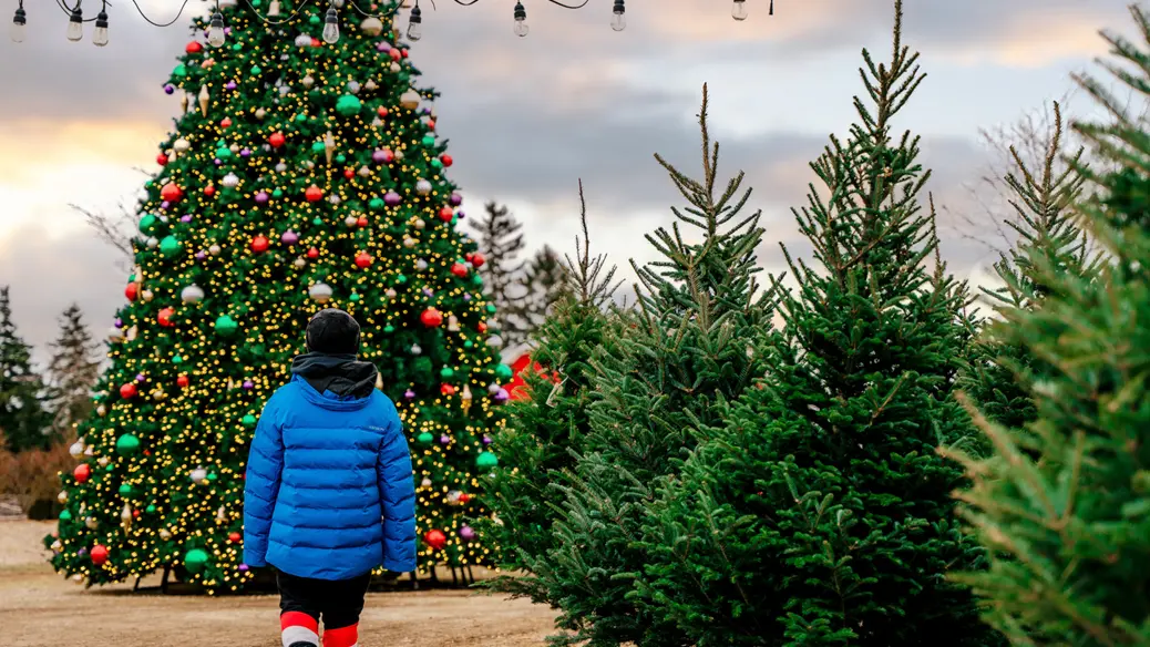 A person in a blue winter coat walks past a line of freshly cut trees towards a large, festively decorated Christmas tree.