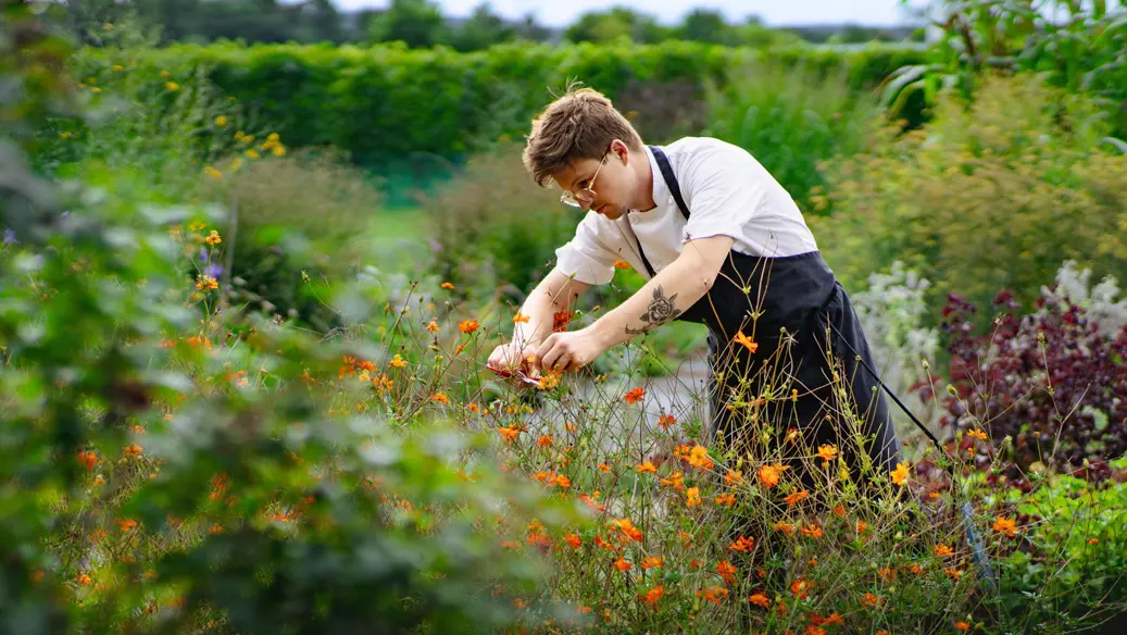 A chef harvests vegetables and garnishes from the lush on-site garden at the MICHELIN-starred restaurant Pearl Morissette.