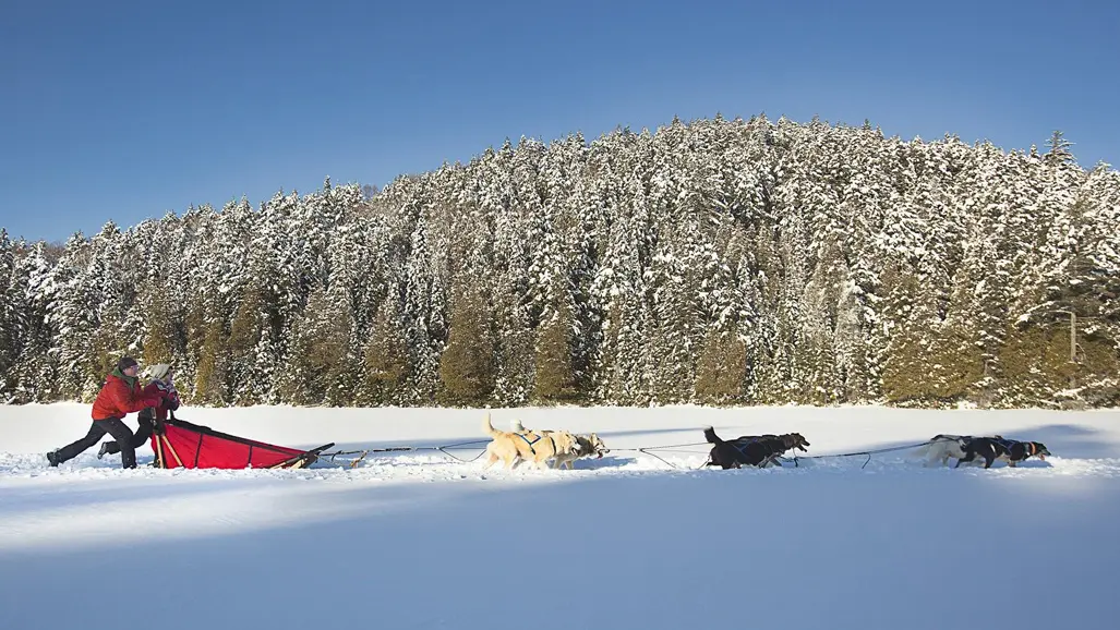 Two people on a red sled lead a dog sledding team across a snowy field past a forest in Algonquin Park.