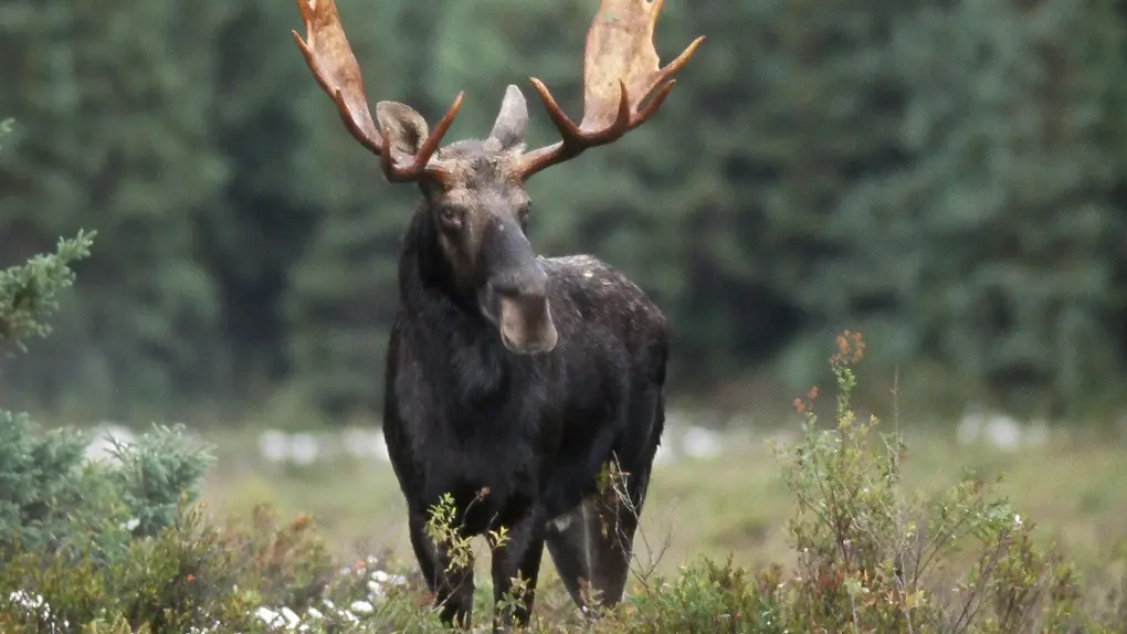 Se observa un alce macho con astas maduras en un prado del Parque Algonquin en primavera.