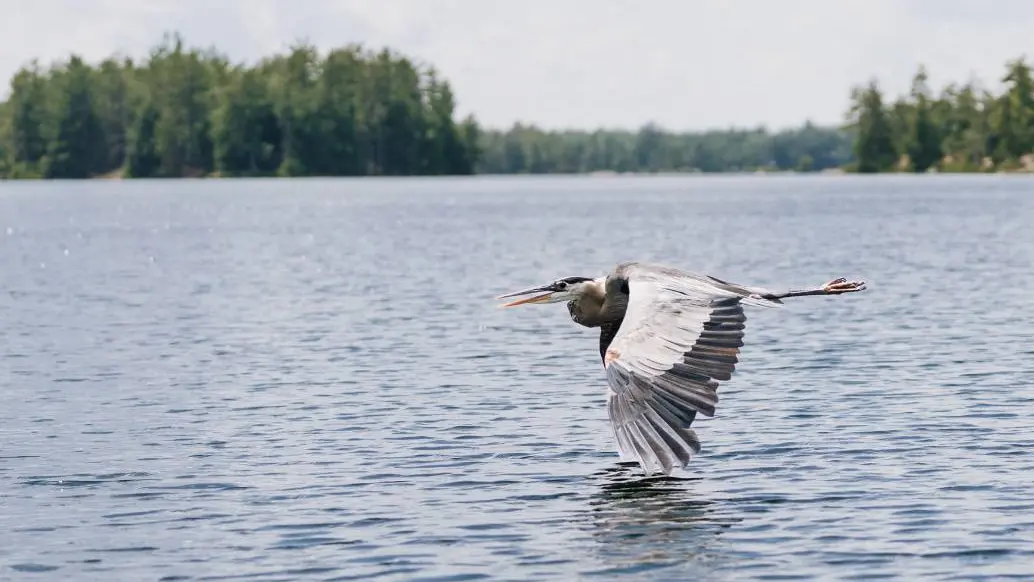 여름날, 큰푸른왜가리 한 마리가 날개가 거의 수면에 닿을 듯 호수 위를 날아갑니다.