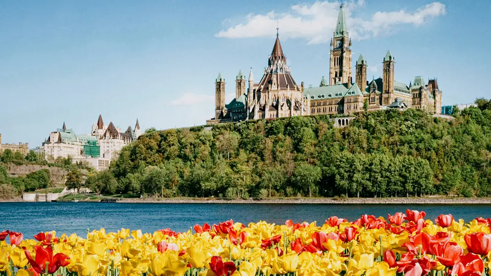Tulips in bloom along the Ottawa River with Parliament Hill in the background.