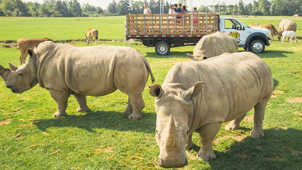 An open-air vehicle transports guests past a group of rhinos and other wild animals at African Lion Safari in Southern Ontario.
